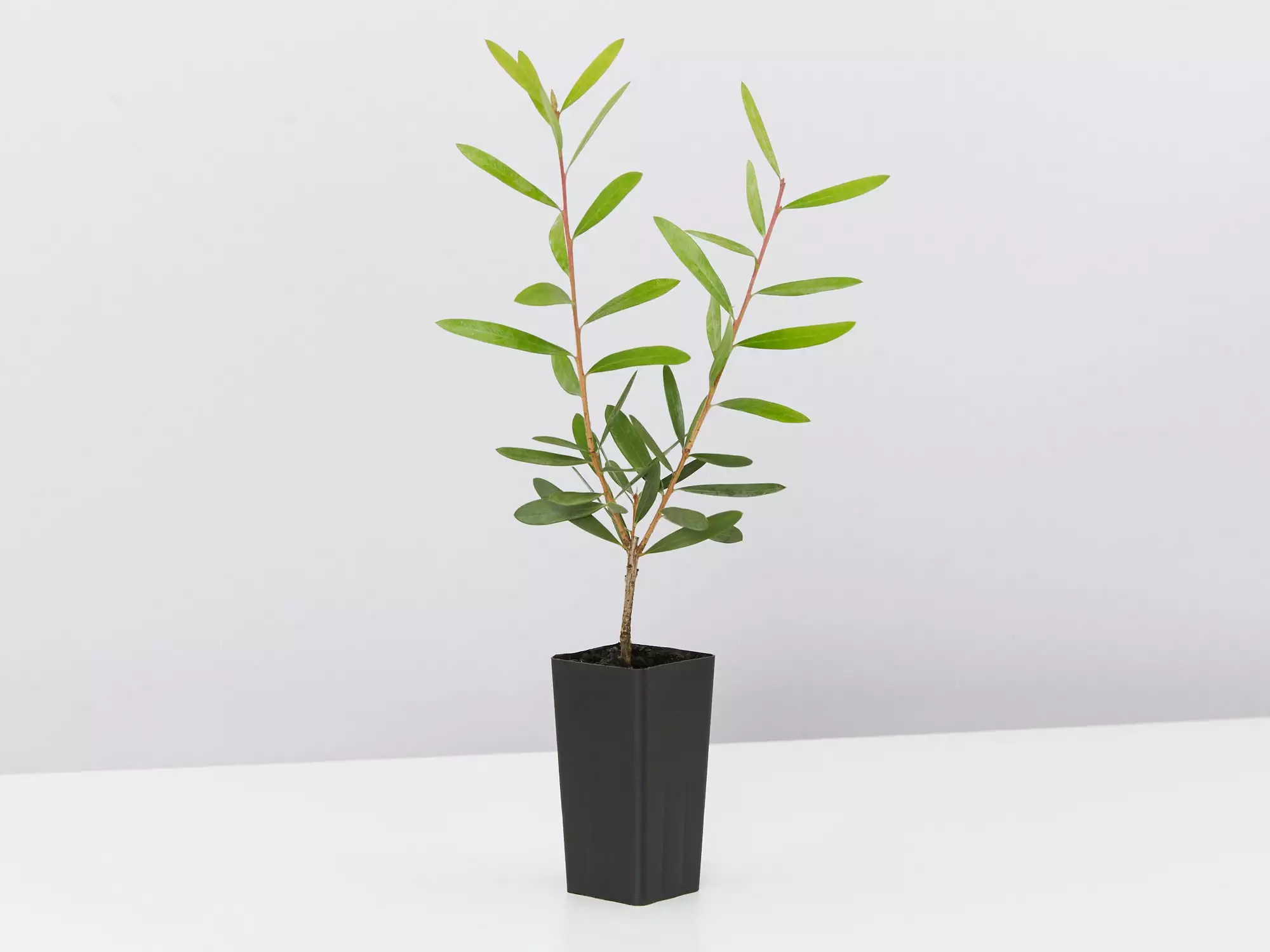 Callistemon Candy Burst ‘CNU06’ PBR 6 Callistemon Candy Burst ‘CNU06’ PBR - Image 4