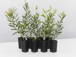 Callistemon Candy Pink Bottlebrush Box