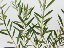 Callistemon Candy Pink Bottlebrush Box -Plants in a Box Sales Shop CallistemonCandyPink detail 0e1d59b2 3a98 47e0 b01e 9f7d62d113b8