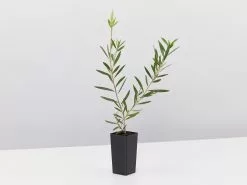 Callistemon Candy Pink Bottlebrush Box -Plants in a Box Sales Shop CallistemonCandyPink single 4de26ed1 208a 462f 8123 3c330ba0790d