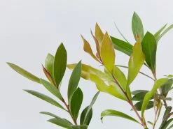 Callistemon Citrinus Endeavour -Plants in a Box Sales Shop CallistemonCitriusEndeavour detail c3f7ba5e 3f22 4289 8207 4c63b6671018