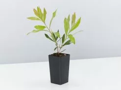 Callistemon Citrinus Endeavour -Plants in a Box Sales Shop CallistemonCitriusEndeavour single 14b9b7ce cb9c 4ba0 9195 9975f4639663