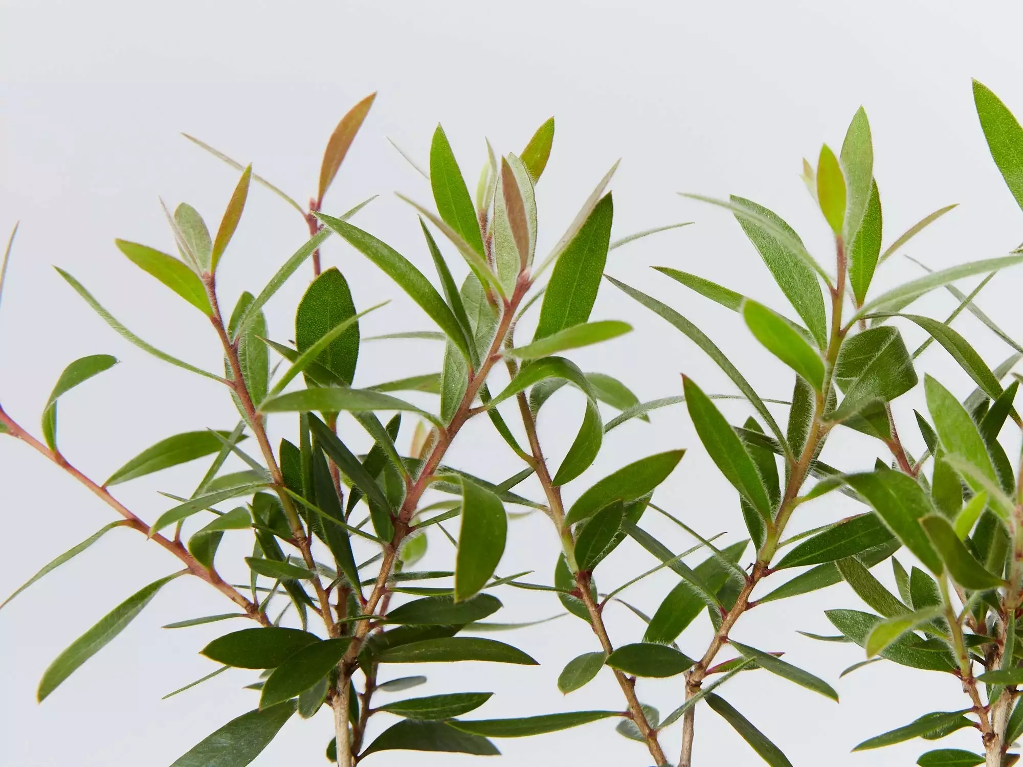 Callistemon Firebrand - Image 3