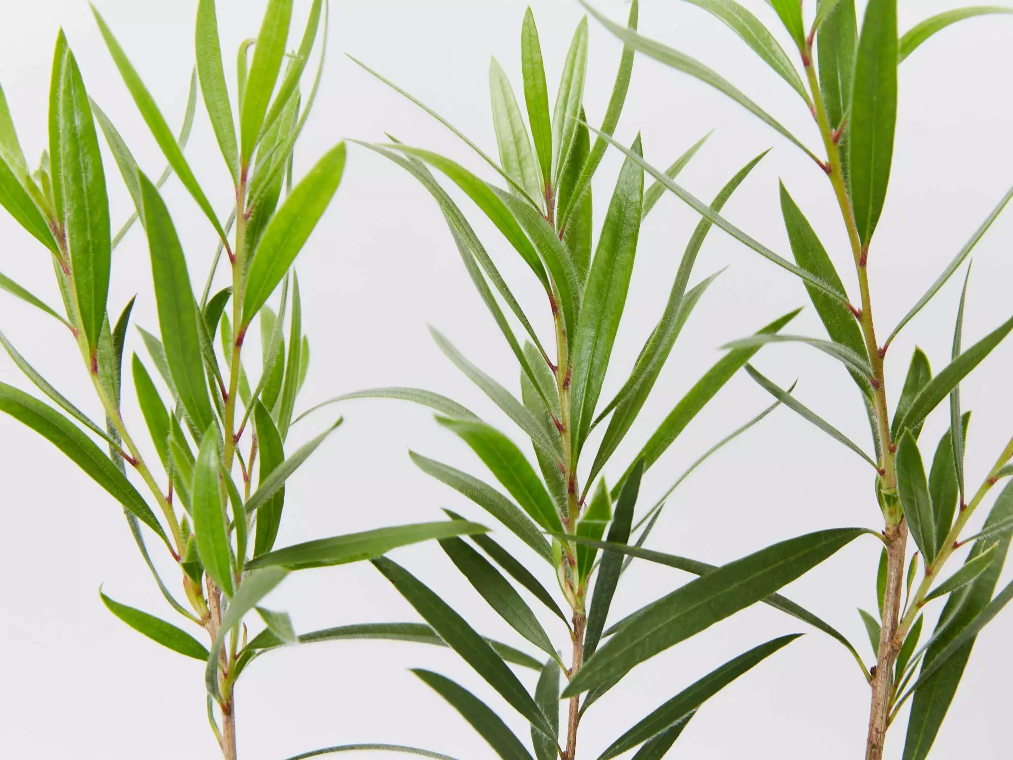 Callistemon Viminalis Hannah Ray - Image 3