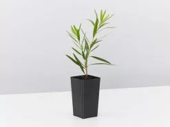 Callistemon Viminalis Hannah Ray -Plants in a Box Sales Shop CallistemonHannahRay single 8d4577ab 6771 4358 900a 8a4573a521d6