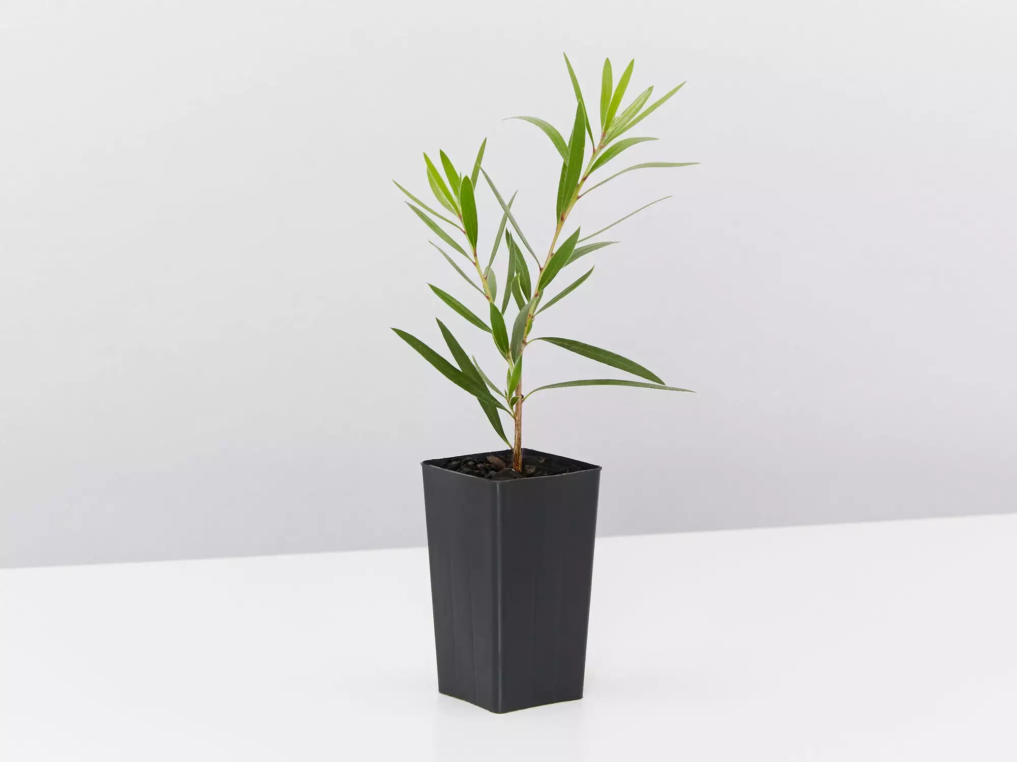 Callistemon Viminalis Hannah Ray - Image 6