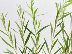 Callistemon Injune Pink -Plants in a Box Sales Shop CallistemonInjunePink detail cdbe777b 8607 471a 9a38 4196bdfc5726