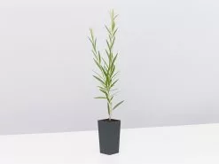 Callistemon Injune Pink -Plants in a Box Sales Shop CallistemonInjunePink single 142b09f9 d0c8 4c67 a868 61960669ad9e