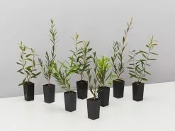 Mixed Callistemon Box