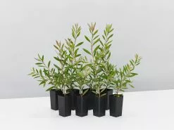 Callistemon Purple Splendour