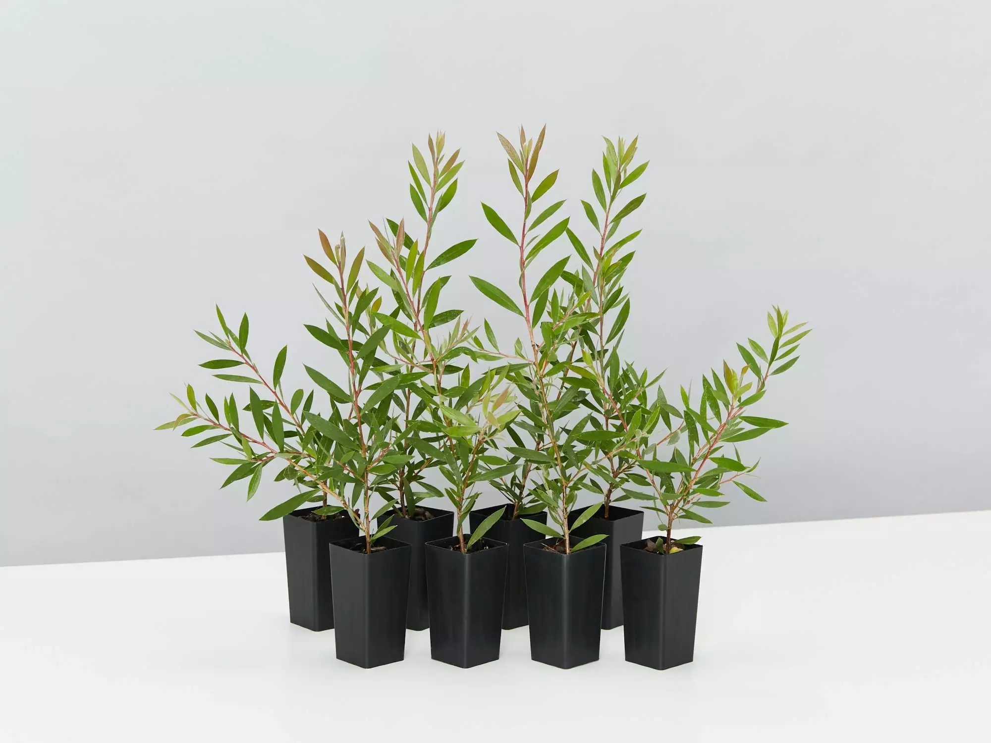 Callistemon Purple Splendour 3 Callistemon Purple Splendour