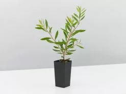 Callistemon Purple Splendour 8 Callistemon Purple Splendour -Plants in a Box Sales Shop CallistemonPurpleSplendour single 5762a726 c16b 40d6 b441 1a5997a118b2