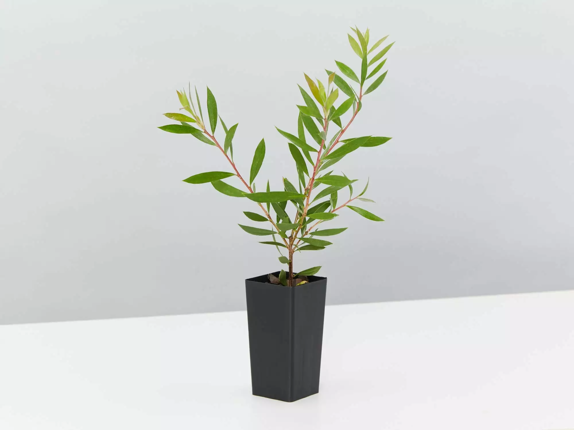 Callistemon Purple Splendour 5 Callistemon Purple Splendour - Image 3