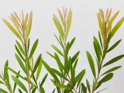 Callistemon Snow Burst â€˜CNU07â€™ PBR -Plants in a Box Sales Shop CallistemonSnowBurst detail 89cd8663 2a33 4ec7 969e 9f5ad809f314