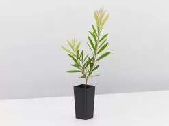 Callistemon Snow Burst â€˜CNU07â€™ PBR -Plants in a Box Sales Shop CallistemonSnowBurst single 69d7f88b 1896 482a 9e14 f4486c274d15