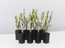 Callistemon Subulatus X Citrinus Cherry Time