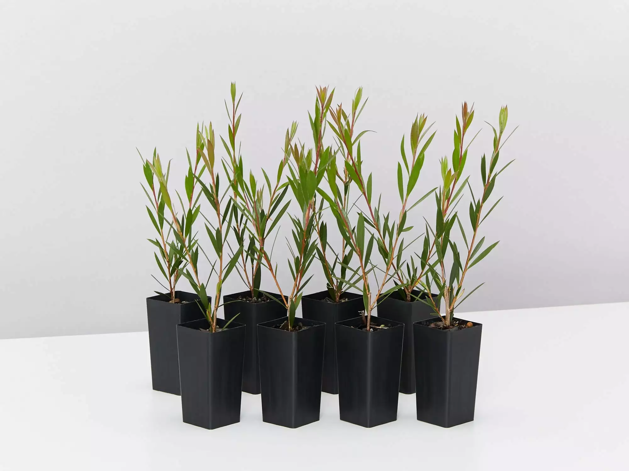 Callistemon Subulatus X Citrinus Cherry Time 3 Callistemon Subulatus X Citrinus Cherry Time