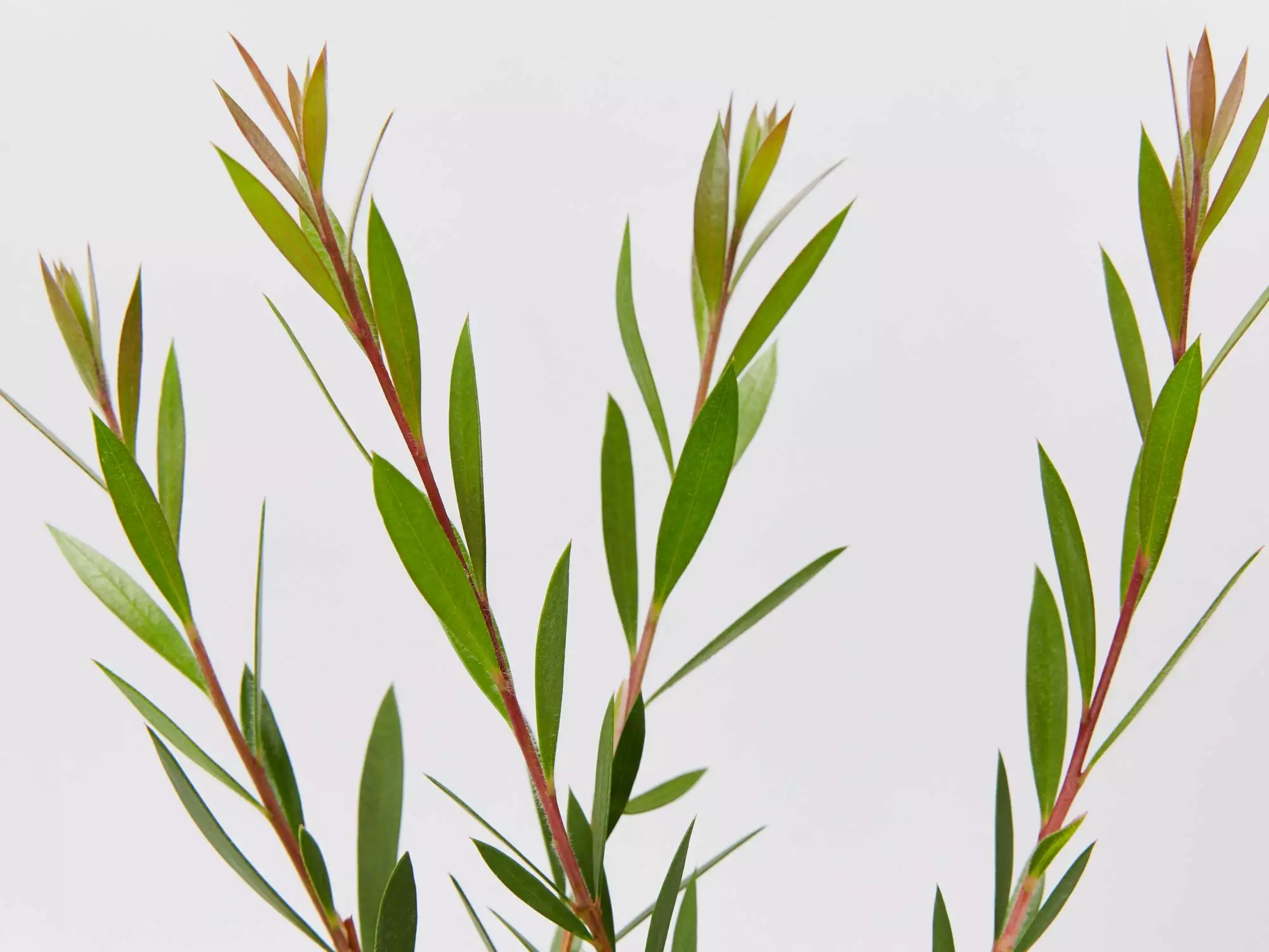 Callistemon Subulatus X Citrinus Cherry Time 5 Callistemon Subulatus X Citrinus Cherry Time - Image 3