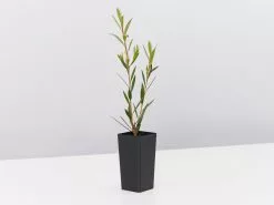 Callistemon Subulatus X Citrinus Cherry Time 10 Callistemon Subulatus X Citrinus Cherry Time -Plants in a Box Sales Shop CallistemonSubulatusxCitrinusCherryTime single f148c4aa 6041 40f6 95f3 b7da5dd017c6