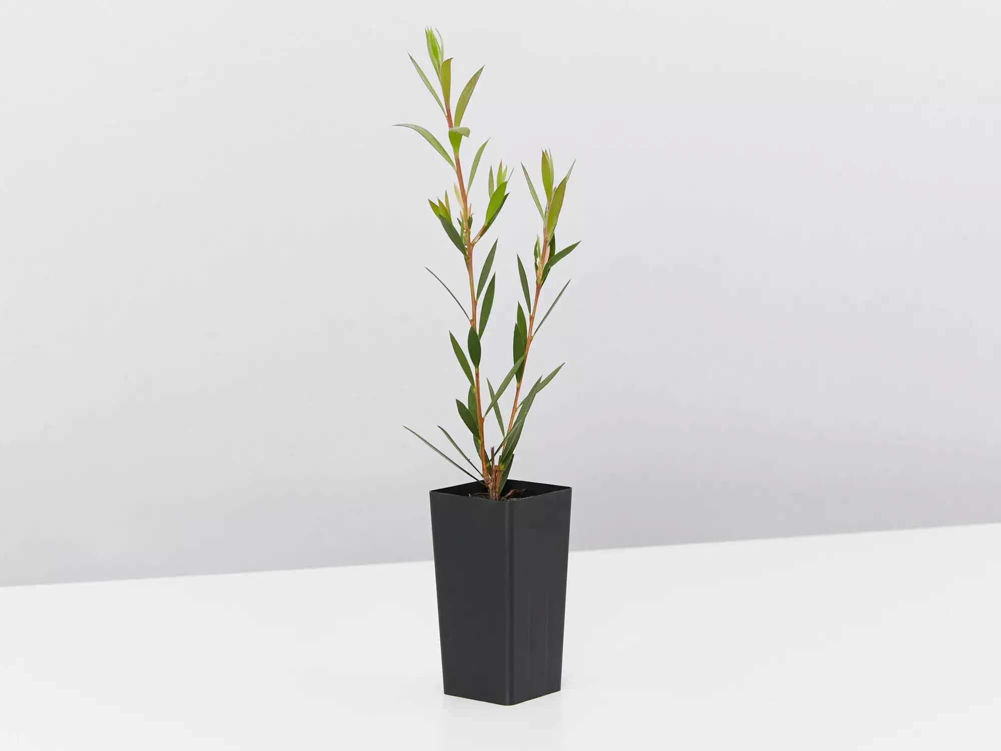 Callistemon Subulatus X Citrinus Cherry Time 6 Callistemon Subulatus X Citrinus Cherry Time - Image 4