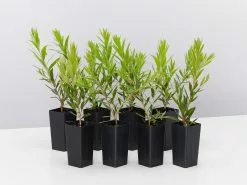 Callistemon Viminalis Rose Opal (Compact Bottlebrush)