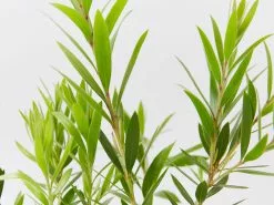 Callistemon Viminalis Slim â€˜CV01â€™ Native Hedge -Plants in a Box Sales Shop CallistemonViminalisSlim detail b68f01ce 5871 42a2 8c6f 7ad5aacb2c25