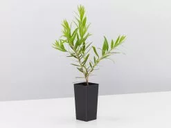 Callistemon Viminalis Captain Cook -Plants in a Box Sales Shop CallistemonViminalisSlim single 98017916 1b5e 485d a488 6f0df426e611