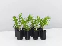 Callistemon Viminalis Wildfire