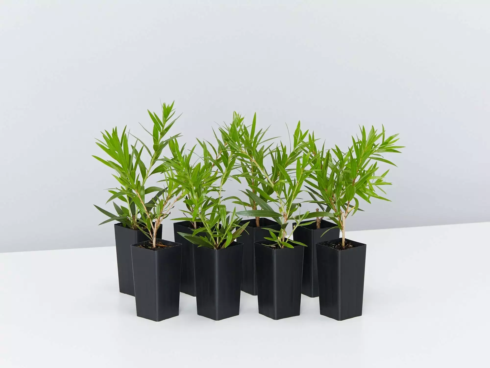 Callistemon Viminalis Wildfire 3 Callistemon Viminalis Wildfire