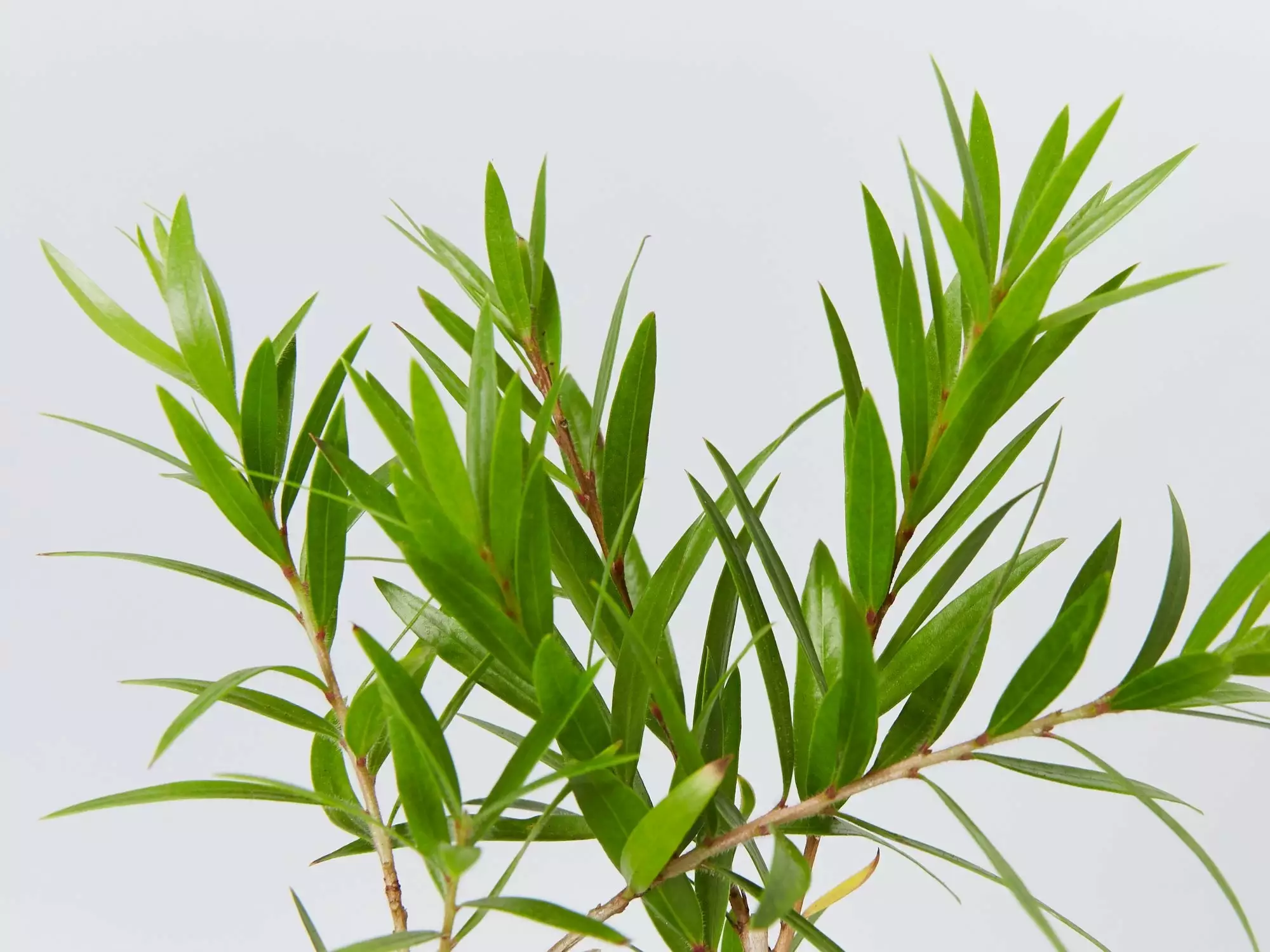 Callistemon Viminalis Wildfire 4 Callistemon Viminalis Wildfire - Image 2