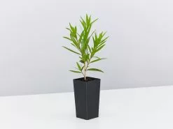 Callistemon Viminalis Wildfire 8 Callistemon Viminalis Wildfire -Plants in a Box Sales Shop CallistemonViminalisWildfire single d8908536 ac6d 446d a4d0 a3188b130b88