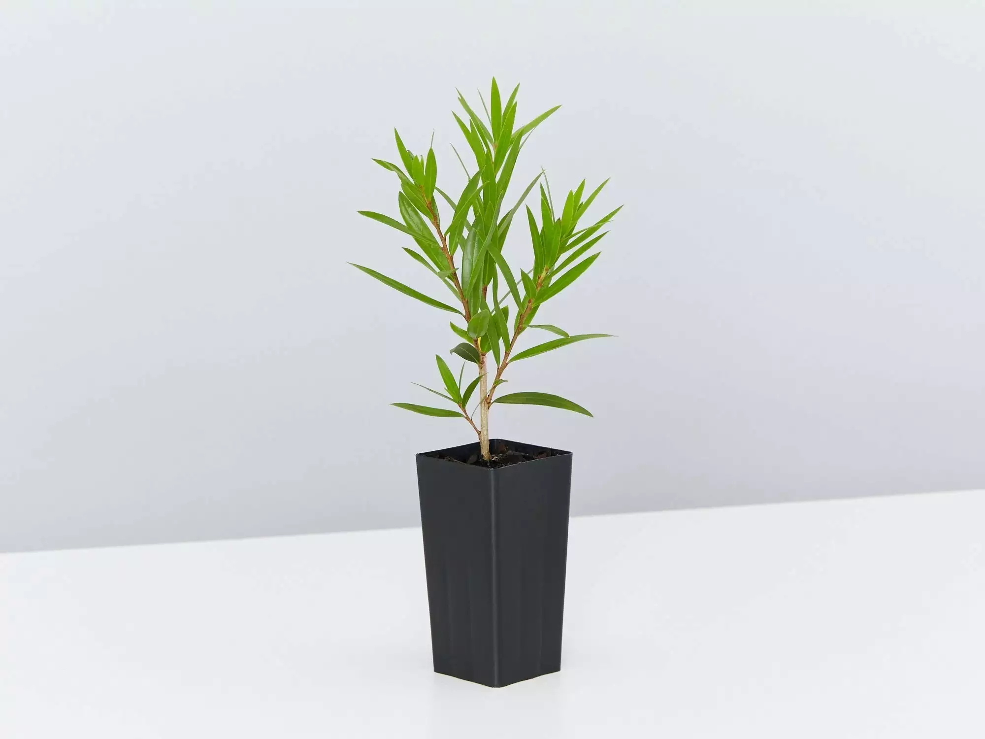 Callistemon Viminalis Wildfire 5 Callistemon Viminalis Wildfire - Image 3