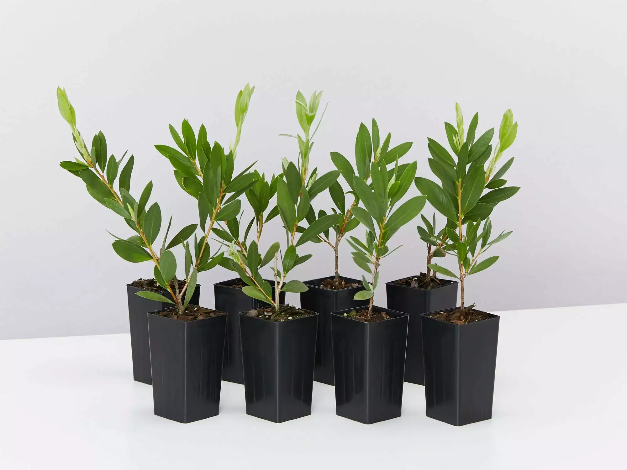 Callistemon Citrinus White Anzac 4 Callistemon Citrinus White Anzac - Image 2