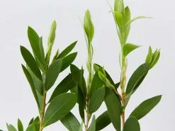Callistemon Citrinus White Anzac 9 Callistemon Citrinus White Anzac -Plants in a Box Sales Shop CallistemonWhiteAnzac detail fb4ceccb e0ec 48df ad10 7fcb1cd1a5dc