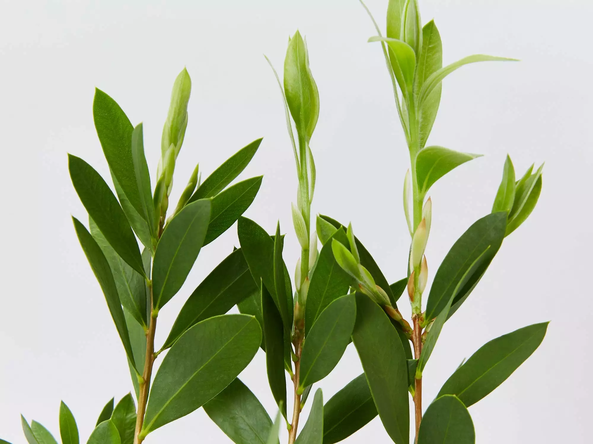 Callistemon Citrinus White Anzac 5 Callistemon Citrinus White Anzac - Image 3