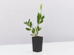 Callistemon Citrinus White Anzac 10 Callistemon Citrinus White Anzac -Plants in a Box Sales Shop CallistemonWhiteAnzac single 01a77442 a5f7 42e1 9357 9ca6c33cd3e7