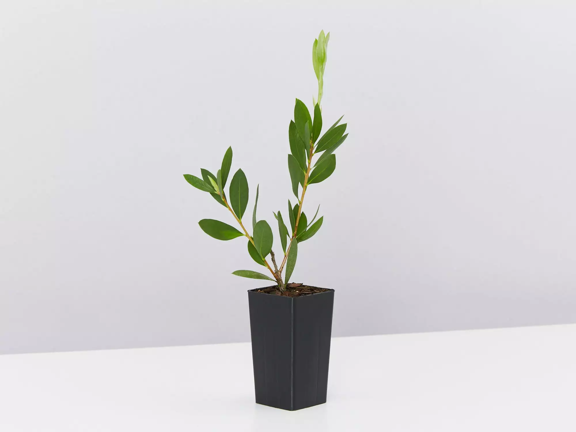 Callistemon Citrinus White Anzac 6 Callistemon Citrinus White Anzac - Image 4