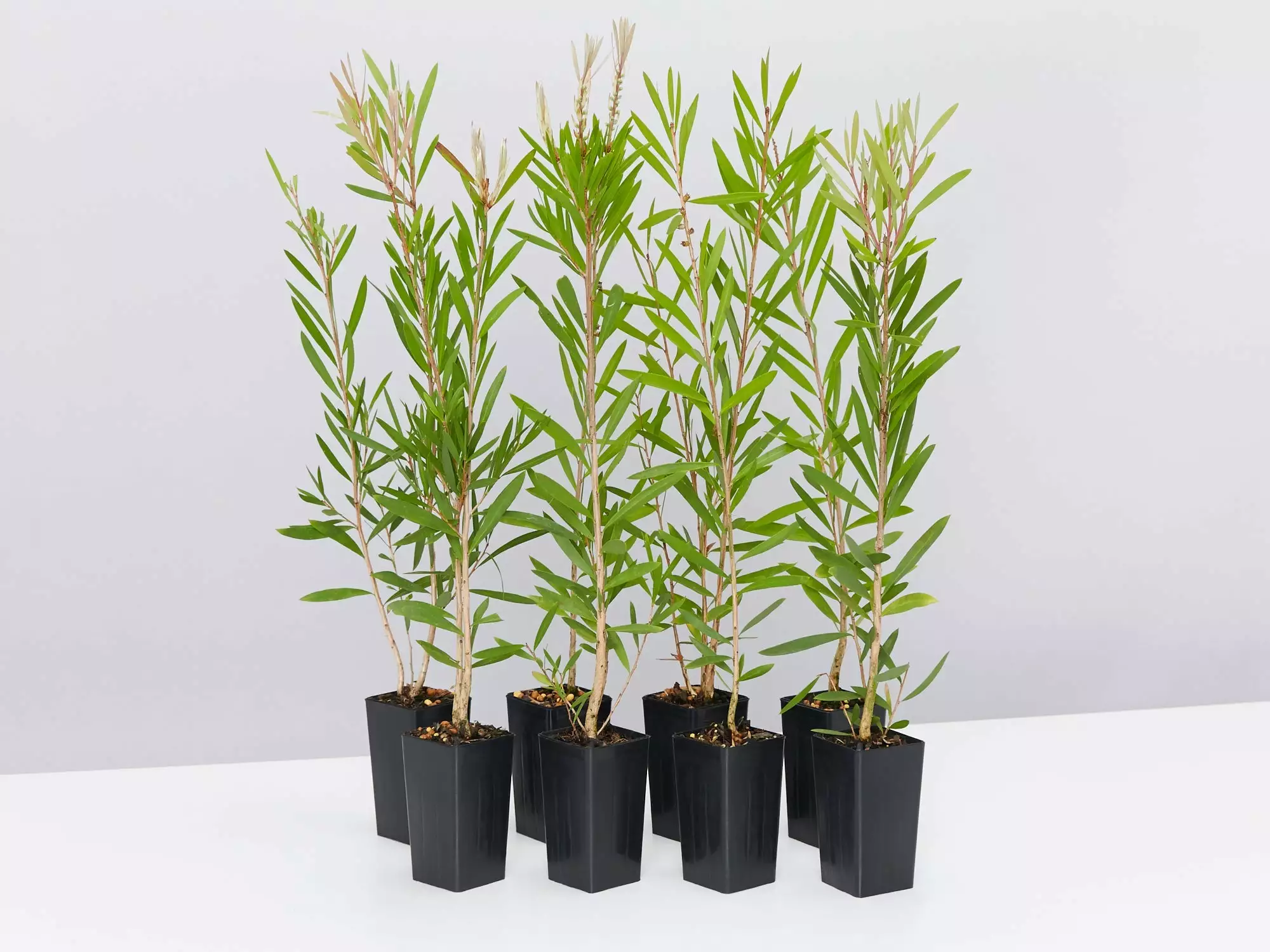 Callistemon Citrinus Pink Champagne 3 Callistemon Citrinus Pink Champagne