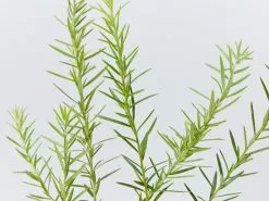 Grevillea Canberra Gem -Plants in a Box Sales Shop Callistemon Canberra Gem detail 916a4178 087d 47c9 8bf7 2347d807eb6a