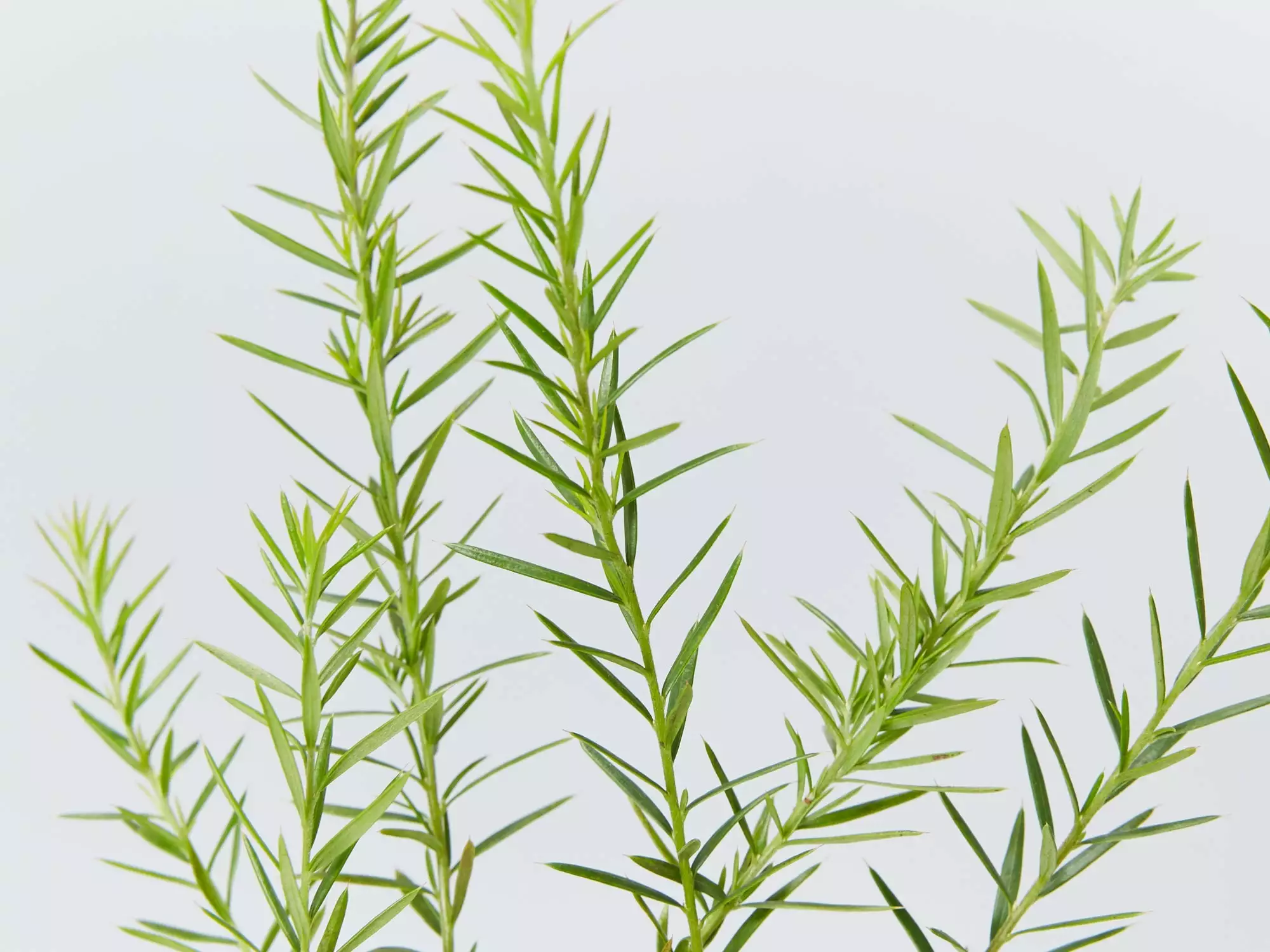 Grevillea Canberra Gem - Image 3