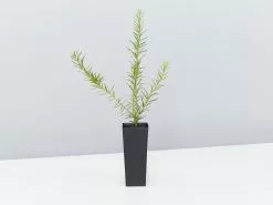 Grevillea Canberra Gem -Plants in a Box Sales Shop Callistemon Canberra Gem single 11088d0a 4ec2 4eb9 8152 9dd0dbe7dc69