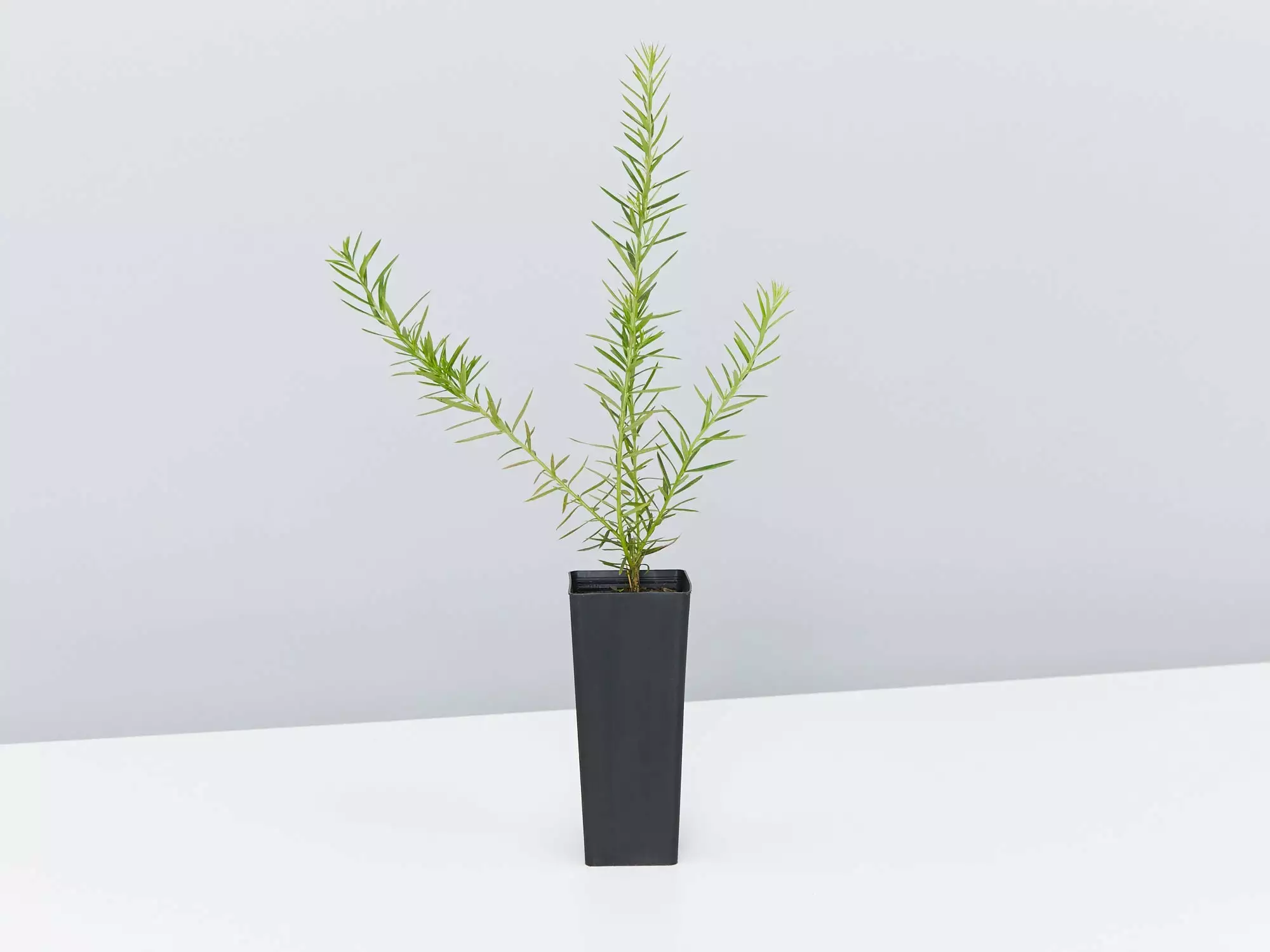 Grevillea Canberra Gem - Image 4