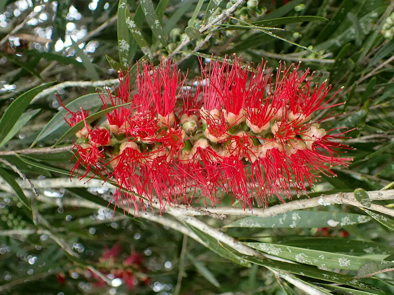 Callistemon Viminalis Hannah Ray