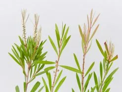 Callistemon Citrinus Pink Champagne 10 Callistemon Citrinus Pink Champagne -Plants in a Box Sales Shop Callistemon detail 070100e5 521e 4bf0 85ec c370367ae738