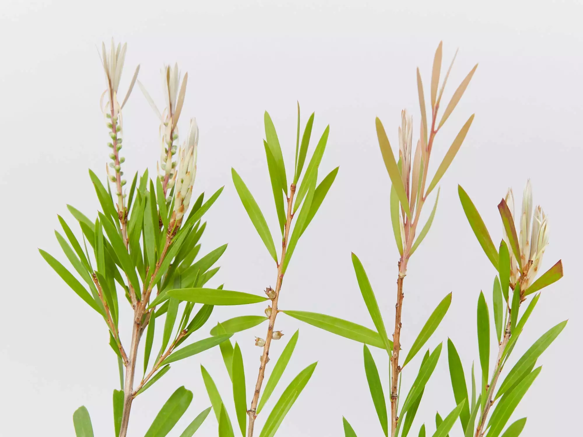 Callistemon Citrinus Pink Champagne 5 Callistemon Citrinus Pink Champagne - Image 3