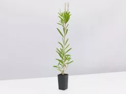 Callistemon Citrinus Pink Champagne 12 Callistemon Citrinus Pink Champagne -Plants in a Box Sales Shop Callistemon single 2beea63f be50 4f59 a11f ad2799e8efad