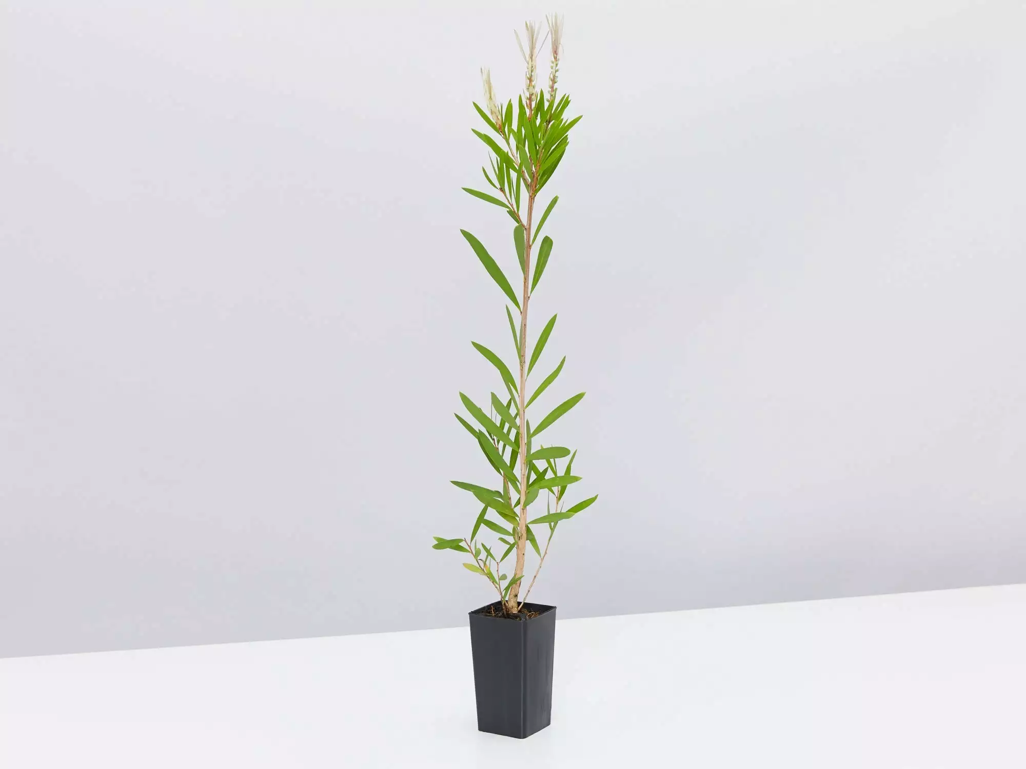 Callistemon Citrinus Pink Champagne 7 Callistemon Citrinus Pink Champagne - Image 5