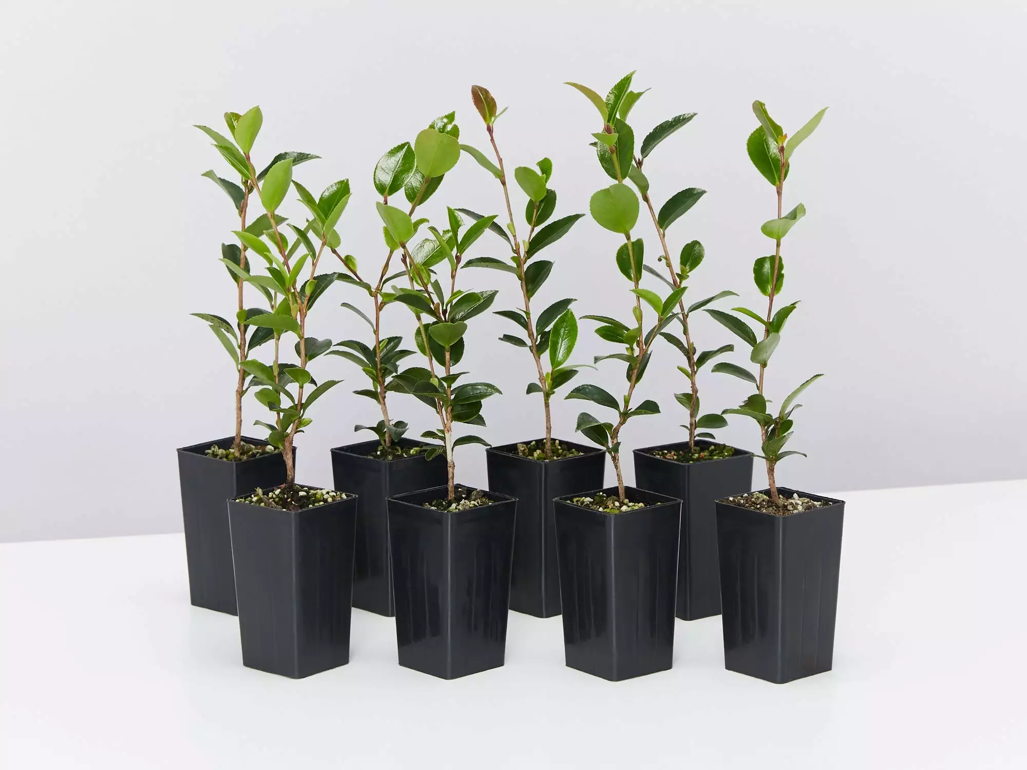 Camellia Sasanqua Sparkling Burgundy 4 Camellia Sasanqua Sparkling Burgundy - Image 2