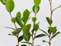 Camellia Sasanqua Leslie Ann 9 Camellia Sasanqua Leslie Ann -Plants in a Box Sales Shop CameliaSasanquaLeslieAnn detail eb543d11 200c 4a43 8517 844513eae949