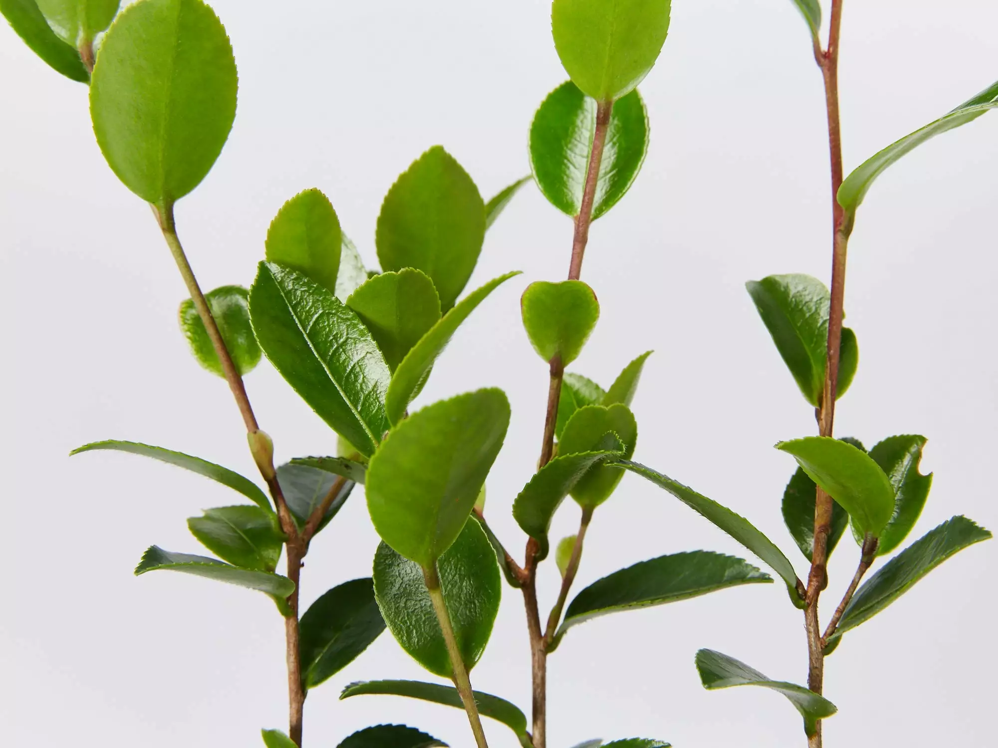 Camellia Sasanqua Leslie Ann 5 Camellia Sasanqua Leslie Ann - Image 3